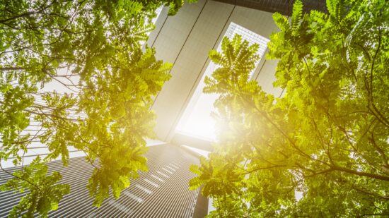 portion of trees against office buildings