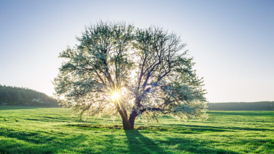 Spring field
