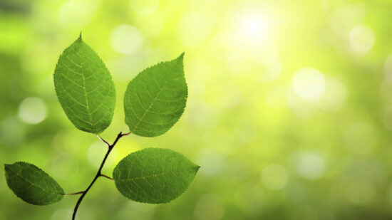 Nature-Plant-Leaves-scaled