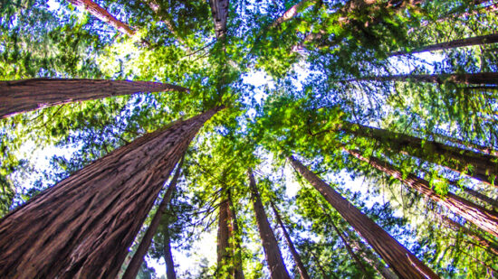 Muir Woods